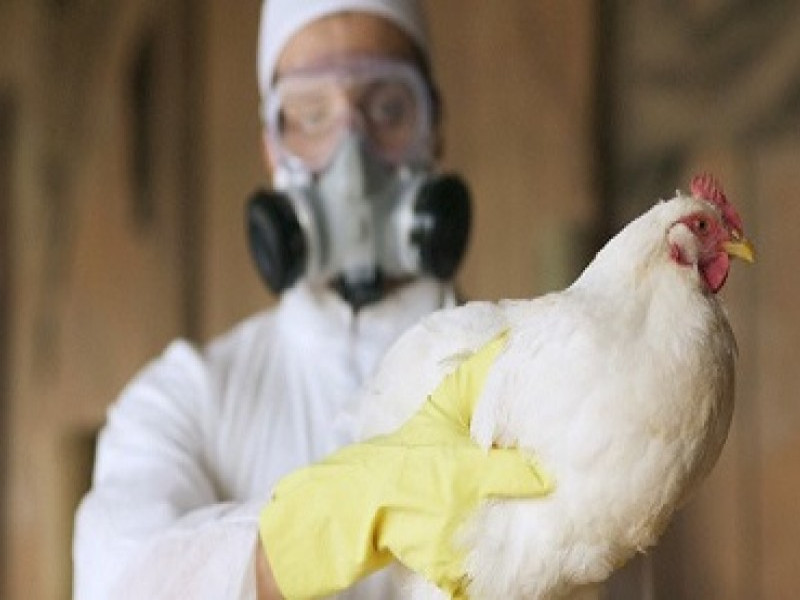 Gripe aviar: El riesgo de contagio en humanos y aves silvestres.