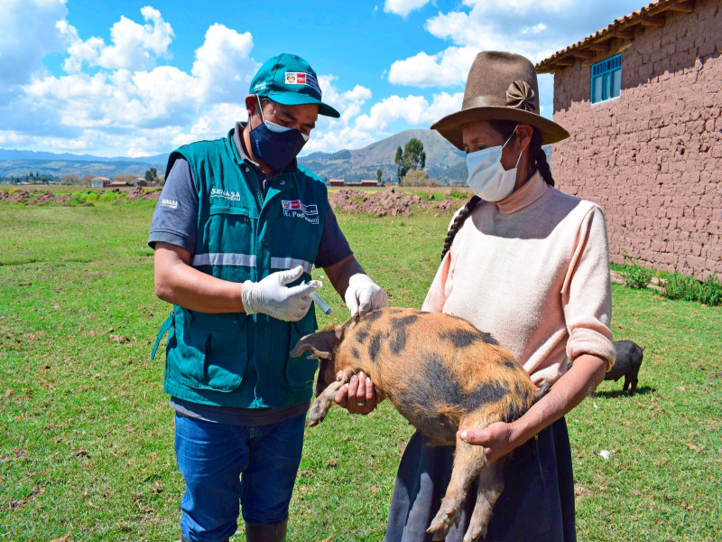 SENASA vacunará a más de 2 millones de cerdos en 15 regiones del país