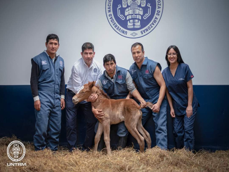 Nueva proeza Científica: científicos de la UNTRM logran el nacimiento del primer clon del Caballo peruano de paso 