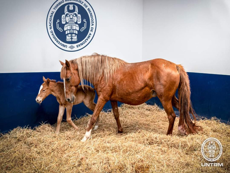 Nueva proeza Científica: científicos de la UNTRM logran el nacimiento del primer clon del Caballo peruano de paso 