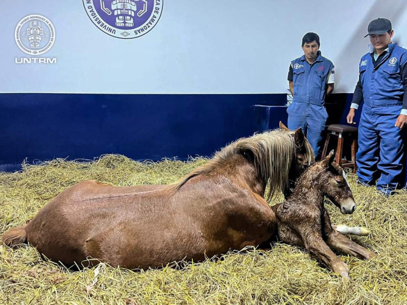 Nueva proeza Científica: científicos de la UNTRM logran el nacimiento del primer clon del Caballo peruano de paso 