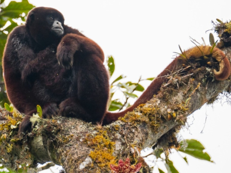 Mono choro de cola amarilla vuelve a lista mundial de primates en peligro extremo.