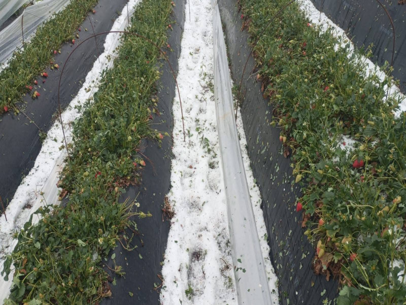 Fuerte granizada afecta parcelas agrícolas en Santo Tomás.