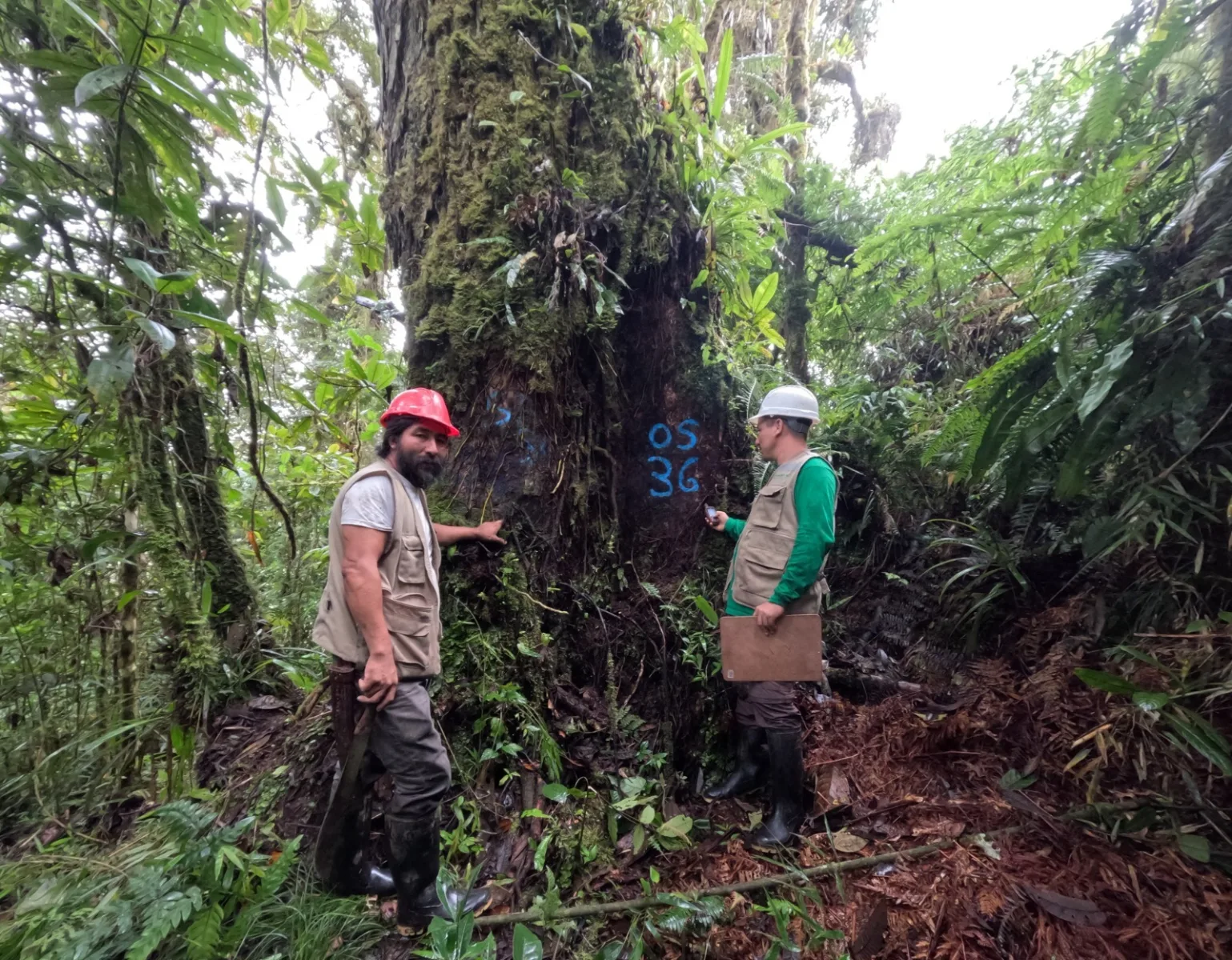 Amazonense es reconocido por aprovechamiento sostenible de los bosques